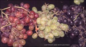 Vitis vinifera (Cultivated)   (click for a larger preview)