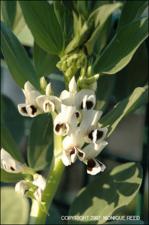Vicia faba (Cultivated) 3   (click for a larger preview)