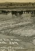 Cattle Watering in the Penasco   (click for a larger preview)