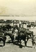 82 Field Artillery Horses   (click for a larger preview)