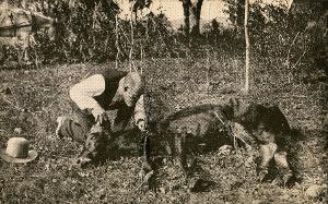 Dr. Cooper Curtis Examines Cow with Tick Fever   (click for a larger preview)