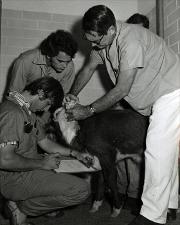 Examination of a Calf   (click for a larger preview)