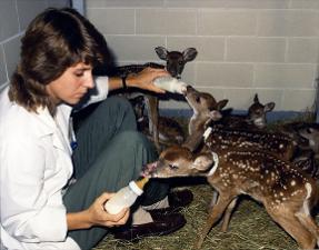 Bottle Fed Fawns   (click for a larger preview)