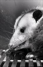 Oppossum, number 4   (click for a larger preview)