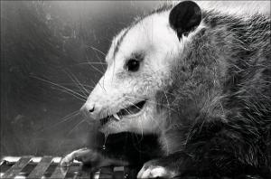 Oppossum, number 5   (click for a larger preview)