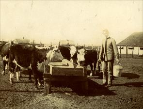 Student Feeds Cattle   (click for a larger preview)