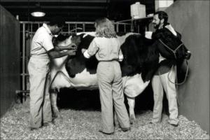 Bovine Exam and three people   (click for a larger preview)