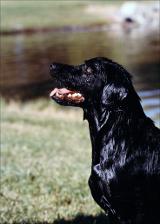 Wet Black Dog   (click for a larger preview)