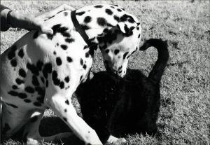 Dalmation and black cat   (click for a larger preview)