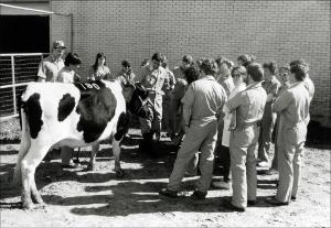 Fourth Year Veterinary Students in Bovine Medicine Lab   (click for a larger preview)
