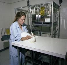 Technician Administers Eye Drops to a Lab Rabbit   (click for a larger preview)