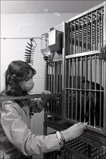 Lab Worker with Monkey in a Cage, number 1   (click for a larger preview)