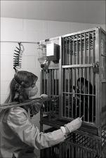 Lab Worker with Monkey in a Cage, number 4   (click for a larger preview)
