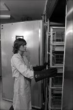 Lab Worker Pushes Rack Full of Cages, number 2   (click for a larger preview)