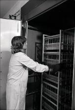 Lab Worker Pushes Rack Full of Cages, number 3   (click for a larger preview)