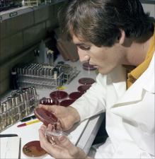 Man Checks Samples in a Petri Dish, number 4   (click for a larger preview)