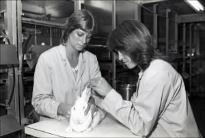 Laboratory Workers Checking Rabbit Ears, number 4   (click for a larger preview)