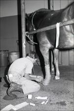 Wrapping a Horses Legs, number 1   (click for a larger preview)