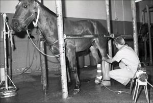 Wrapping a Horses Legs, number 2   (click for a larger preview)