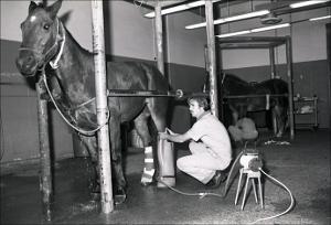 Wrapping a Horses Legs, number 4   (click for a larger preview)
