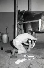Wrapping a Horses Legs, number 5   (click for a larger preview)