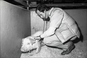 Examining a Pig, number 1   (click for a larger preview)