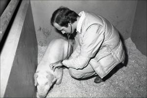 Examining a Pig, number 2   (click for a larger preview)