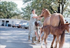 Equine Examination   (click for a larger preview)