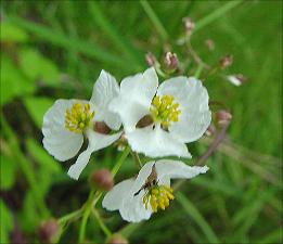 Sagittaria   (click for a larger preview)