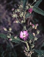 Sphaeralcea angustifolia   (click for a larger preview)