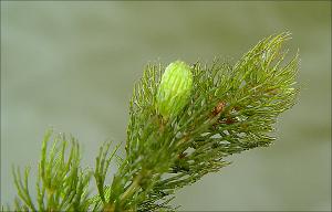 Ceratophyllum demersum   (click for a larger preview)