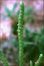 Salicornia bigelovii   (click for a larger preview)