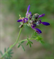 Dalea pogonathera   (click for a larger preview)