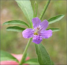 Dyschoriste linearis (Native)   (click for a larger preview)