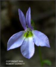 Lobelia berlandieri var. brachypoda (Native)   (click for a larger preview)