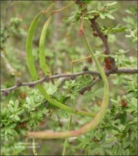 Acacia rigidula (Native)   (click for a larger preview)
