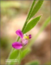 Polygala lindheimeri (Native)   (click for a larger preview)