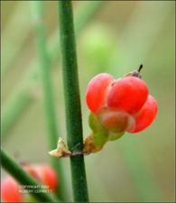 Ephedra entisyphilitica (Native)   (click for a larger preview)