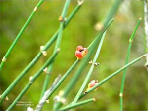 Ephedra entisyphilitica (Native) 3   (click for a larger preview)