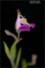 Polygala lindheimeri (Native) 3   (click for a larger preview)