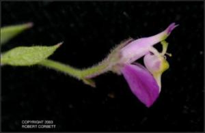 Polygala lindheimeri (Native) 4   (click for a larger preview)