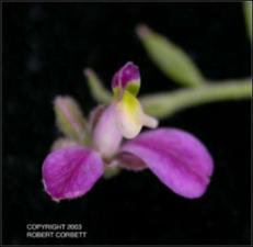 Polygala lindheimeri (Native) 5   (click for a larger preview)