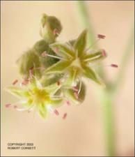 Eriogonum longifolium (Native)   (click for a larger preview)