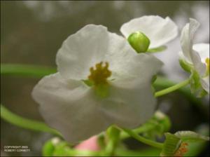 Sagittaria papillosa (?) (Native)   (click for a larger preview)