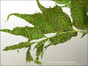 Cyrtomium sp. syn. = Polystichum (Cultivated) 3   (click for a larger preview)
