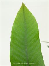 Pyrrosia lingua (Cultivated) 3   (click for a larger preview)