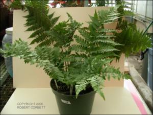 Dryopteris erythrosora (Cultivated)   (click for a larger preview)
