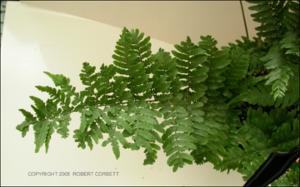 Dryopteris erythrosora (Cultivated) 2   (click for a larger preview)