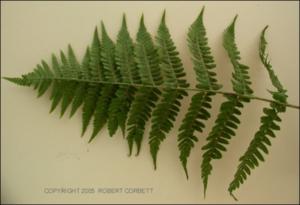 Dryopteris erythrosora (Cultivated) 3   (click for a larger preview)