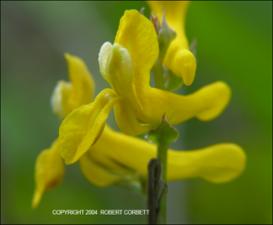 Corydalis curvisiliqua (Native)   (click for a larger preview)